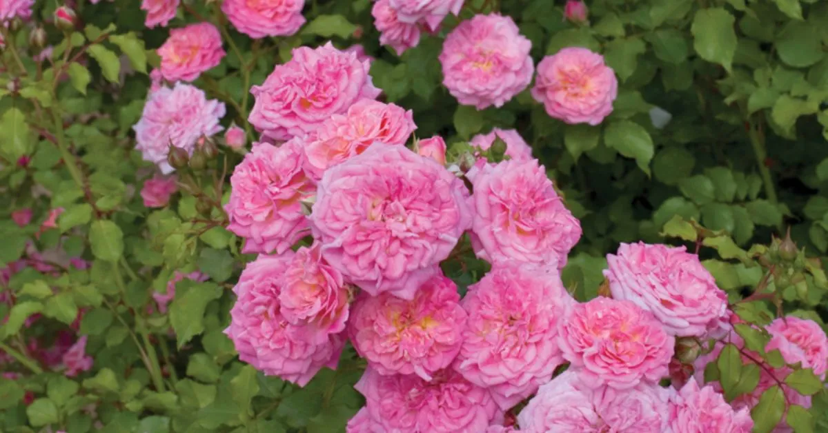 How To Grow And Care For Drift Roses