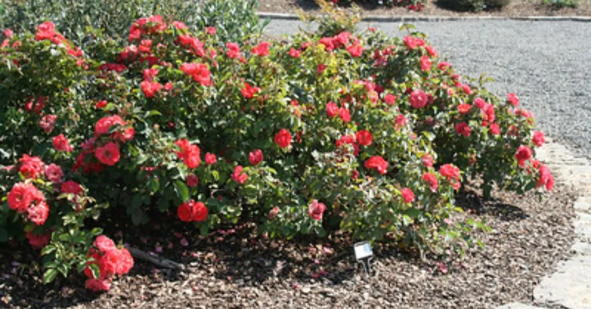 Planting Drift Roses Planting Drift Roses