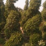 ficus spiral
