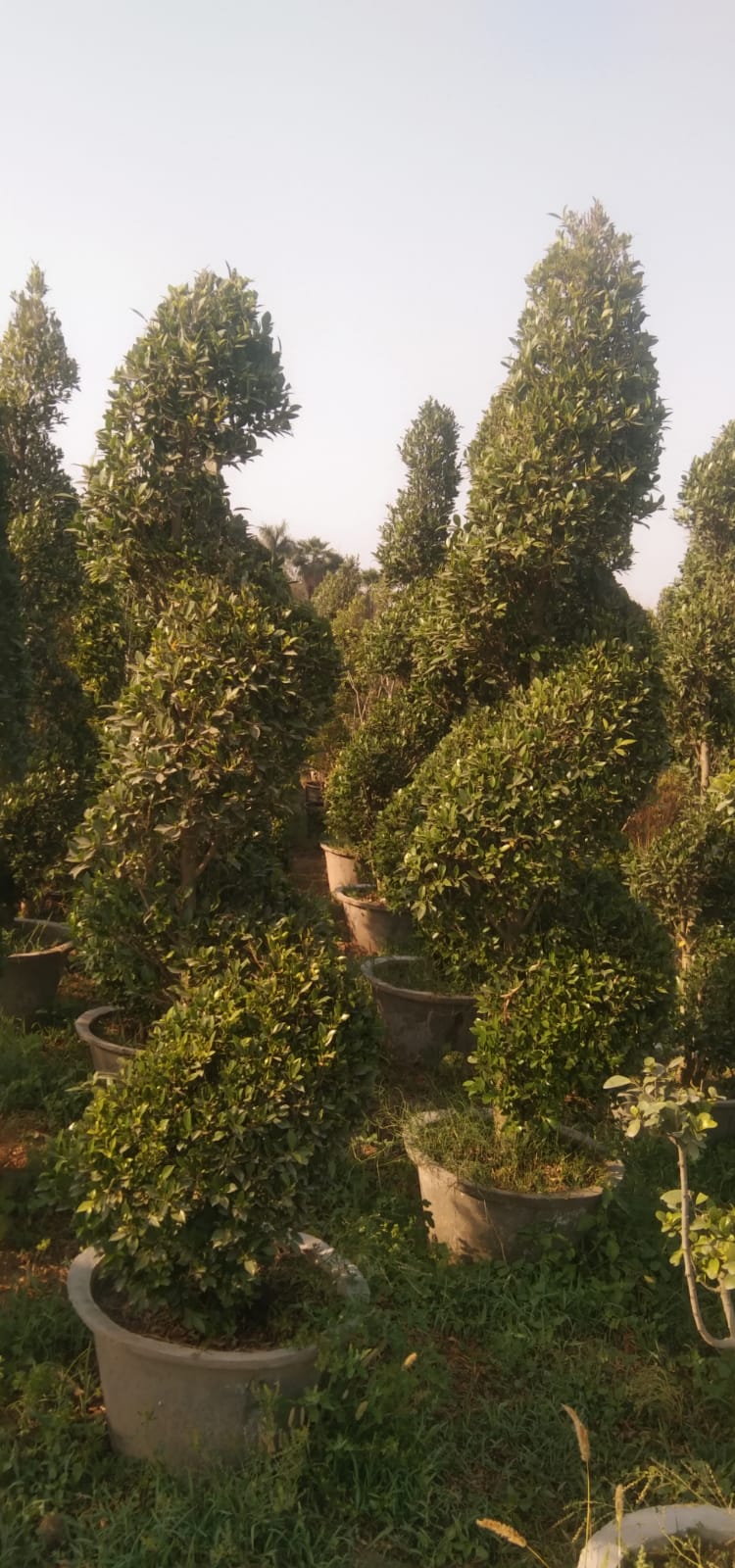 ficus spiral