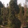 Ficus spiral