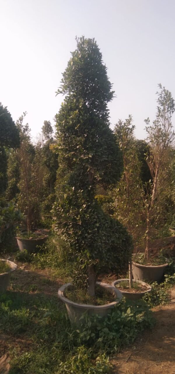 Ficus spiral