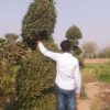 Ficus spiral