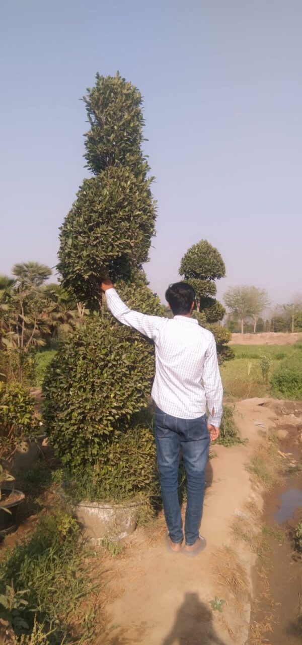 Ficus spiral