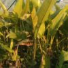 banana palm
