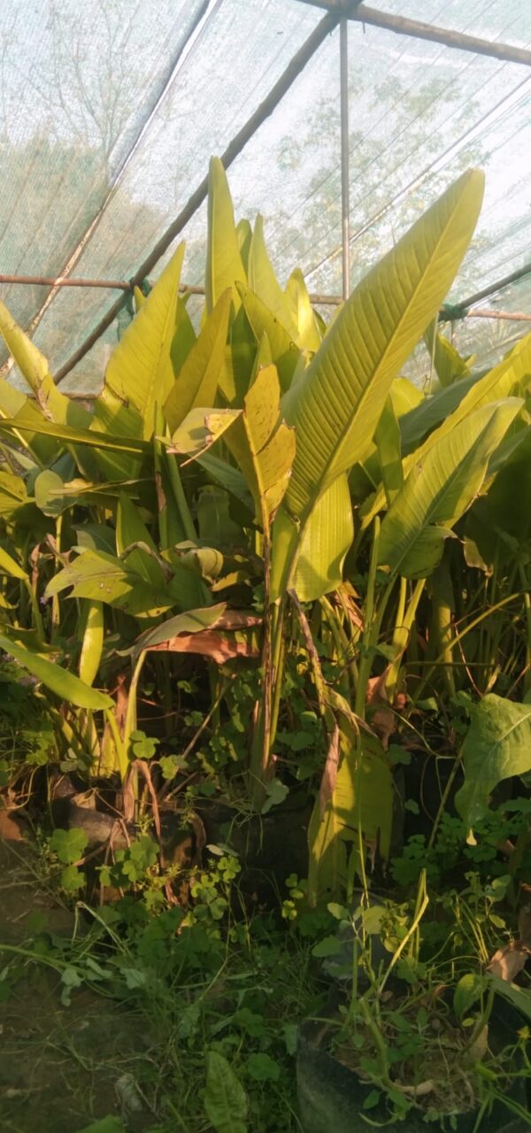 banana palm