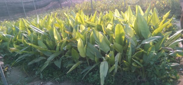 banana palm