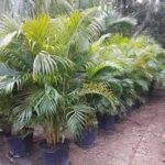 golden palm