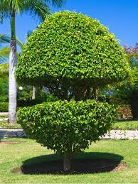 Ficus