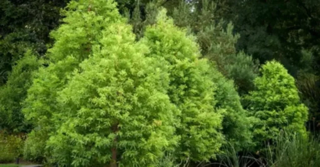 Planting Your Bald Cypress Tree