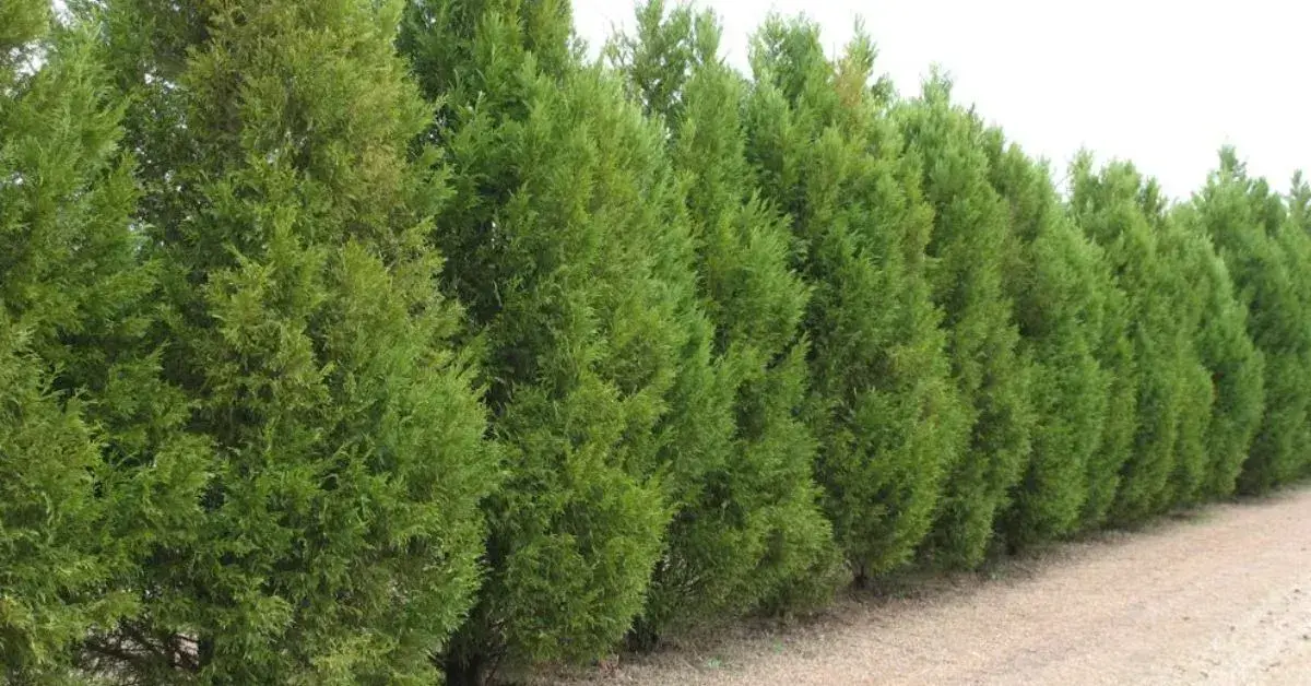 How to Grow and Care for Your Bald Cypress Tree
