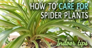 How to Care for a Spider Plant: Easy Guide for Beginners