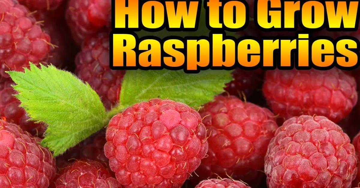 How to Grow Raspberry Plants at Home