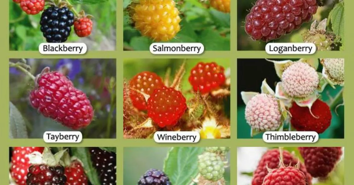 Types of Raspberries to Grow