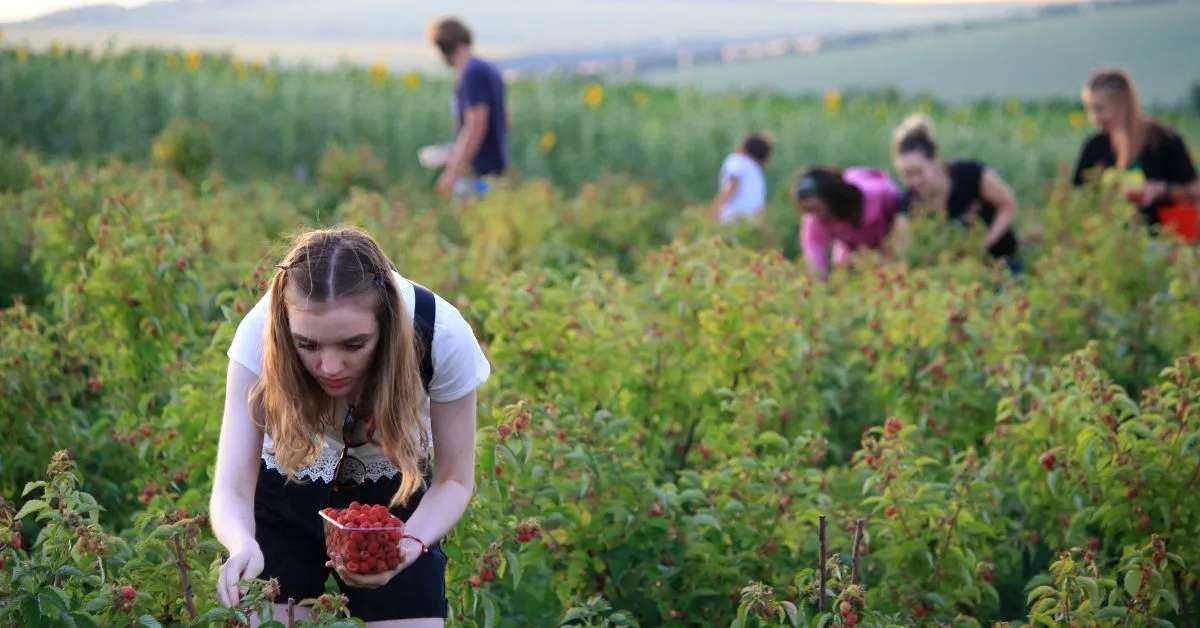 Harvesting Raspberries