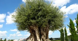 Secrets of the Black Olive Tree: History and Uses