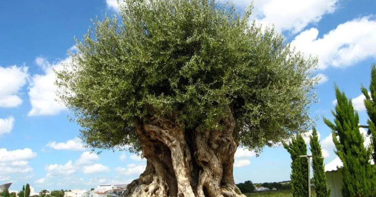 Secrets of the Black Olive Tree: History and Uses