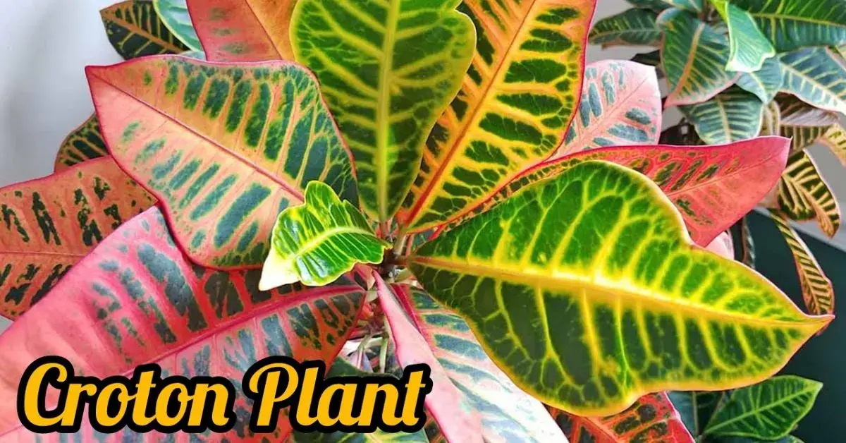 Croton Mammy Plant Care Guide for Beginners