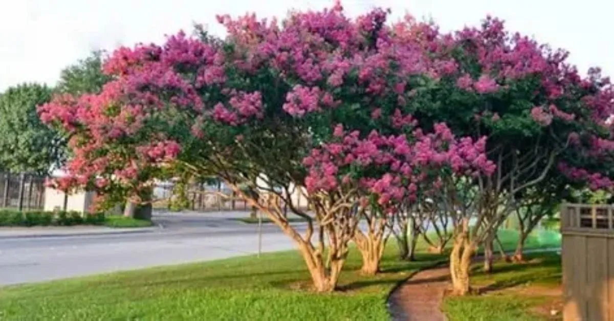 How Fast Do Crepe Myrtles Grow