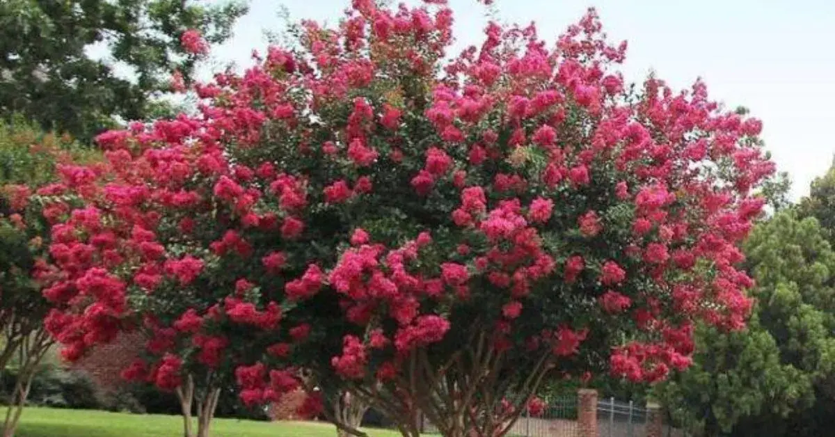 Fertilizing Crepe Myrtles for Better Growth Fertilizing Crepe Myrtles for Better Growth