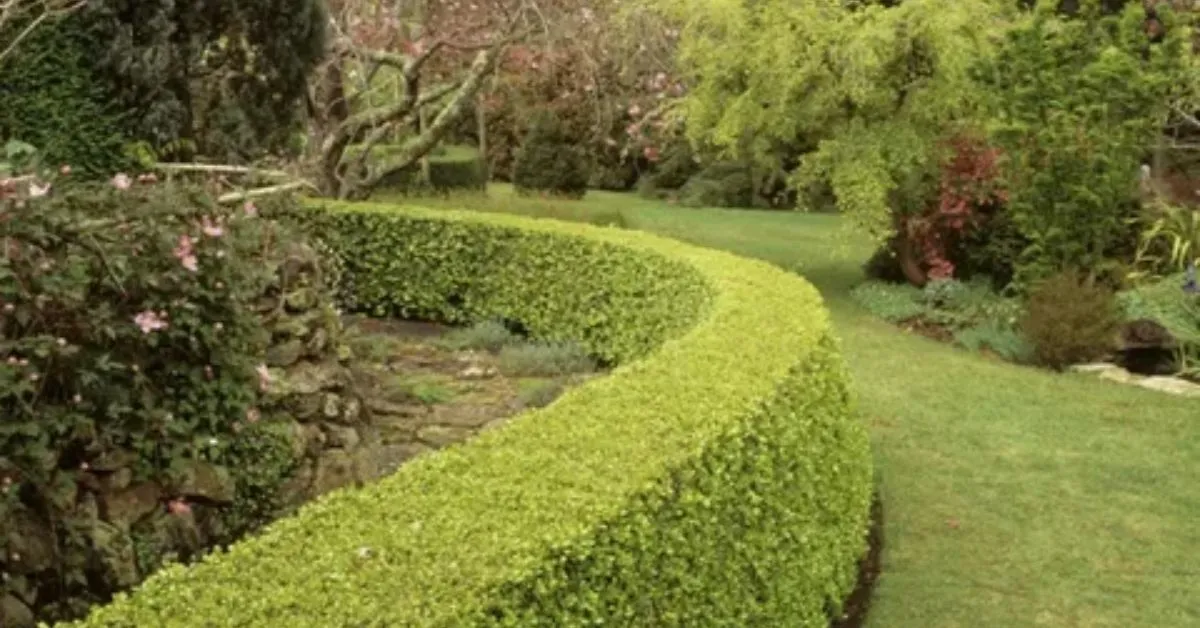 Boxwood Boxwood