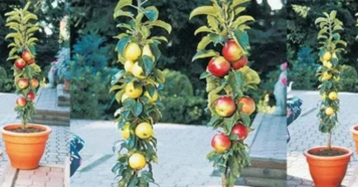 Beautiful Apple Trees Variety You Can Grow