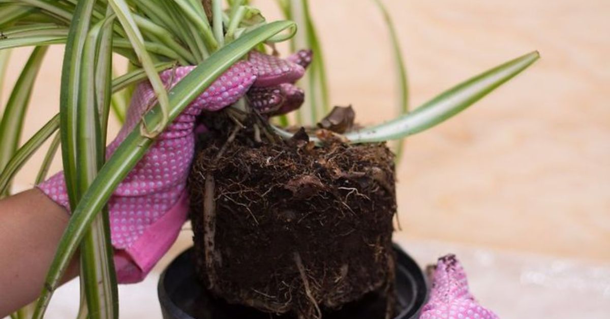 Proper Pot and Soil Proper Pot and Soil