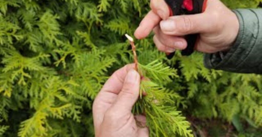 Pruning for Health and Shape