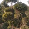 Multiheadficus