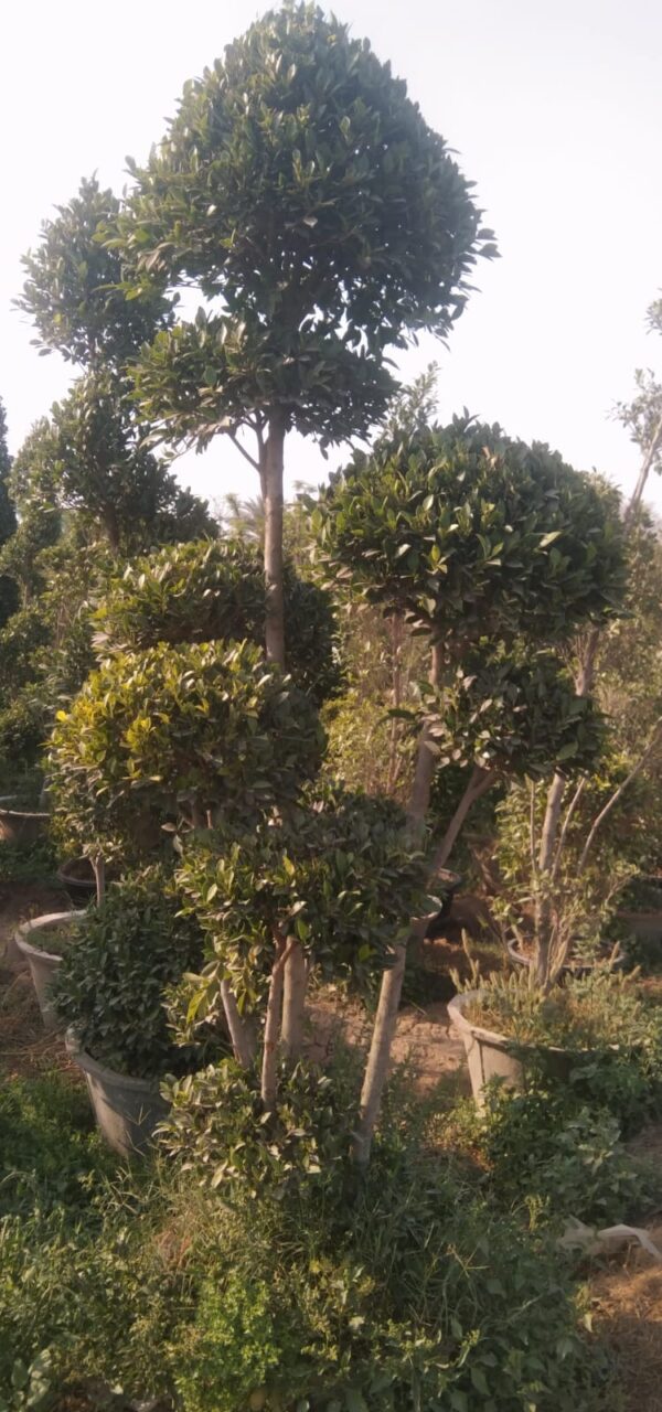 Multiheadficus