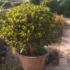 semi ball ficus