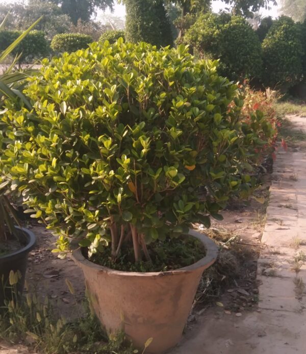 semi ball ficus