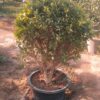 semi ball ficus
