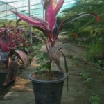 dracaena