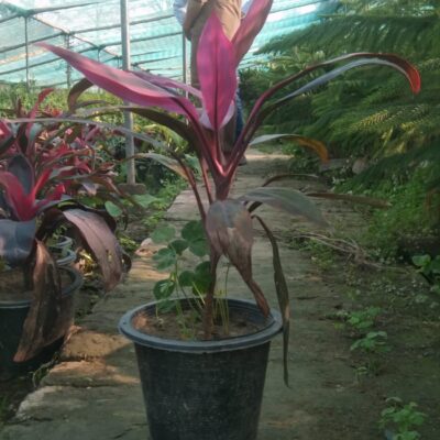 dracaena