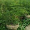 spara grass plant