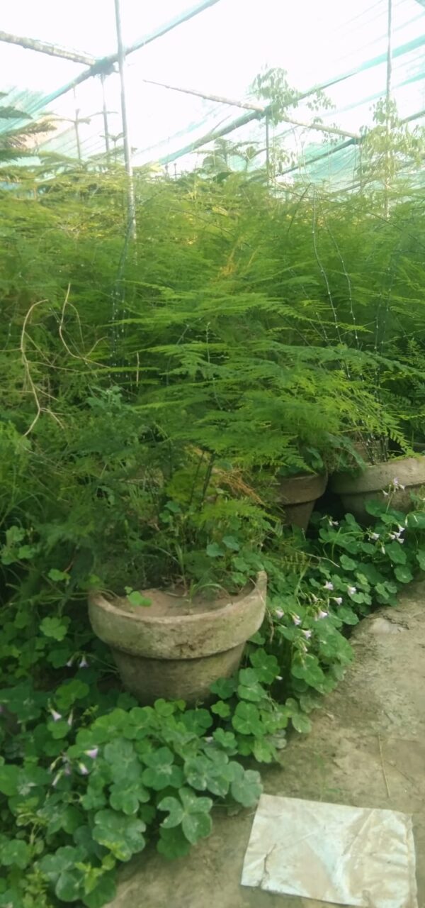 spara grass plant