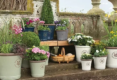 Outdoor Plants