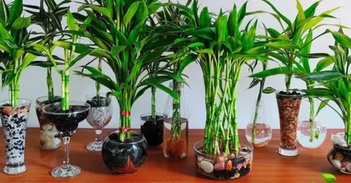 Easy Steps to Grow a Healthy Bamboo Plant