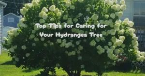 Top Tips for Caring for Your Hydrangea Tree