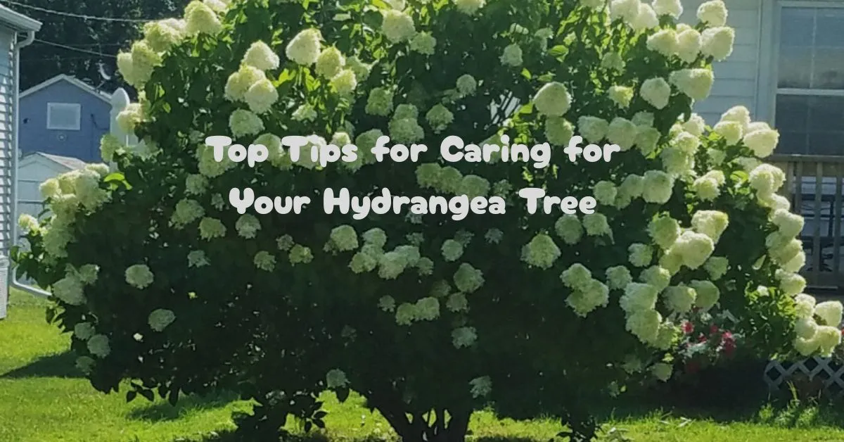 Top Tips for Caring for Your Hydrangea Tree