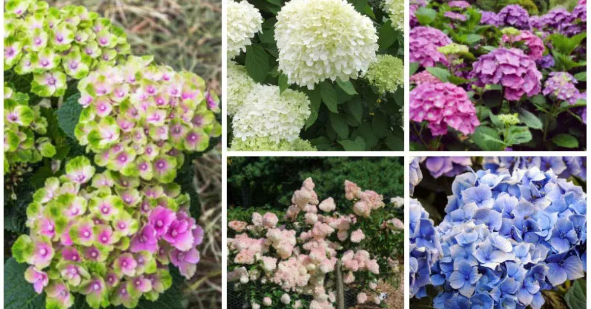 Types of hydrangea tree Types of hydrangea tree