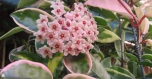 Hoya Carnosa Care Guide: Tips for Healthy Growth