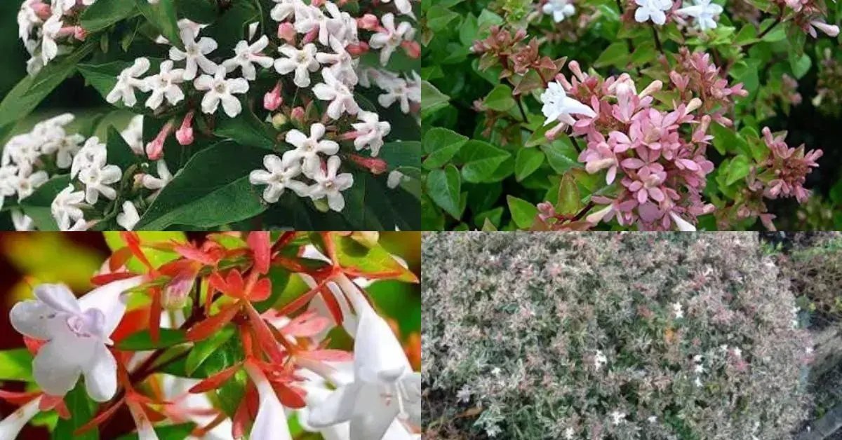 Best Varieties Best Varieties