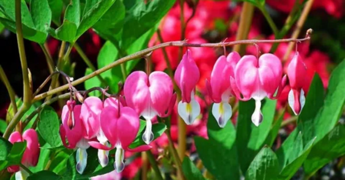 Bleeding Heart Plant A Guide for Beginners