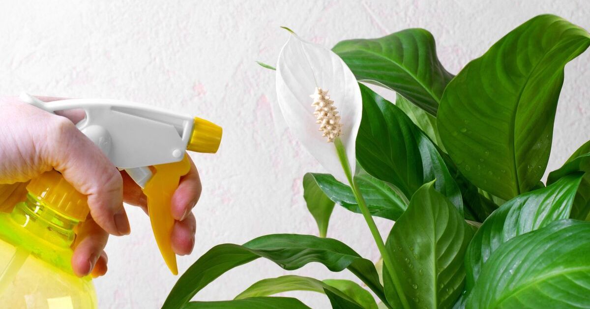 Feeding Your Peace Lily Feeding Your Peace Lily