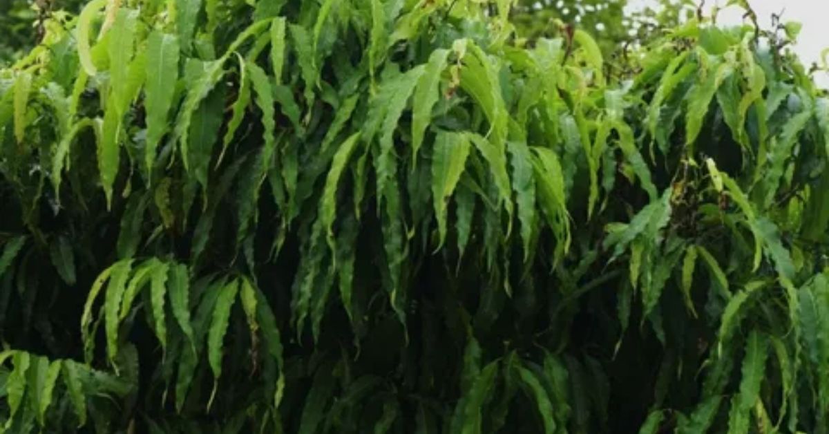 Grow and Care for an Ashoka Tree at Home