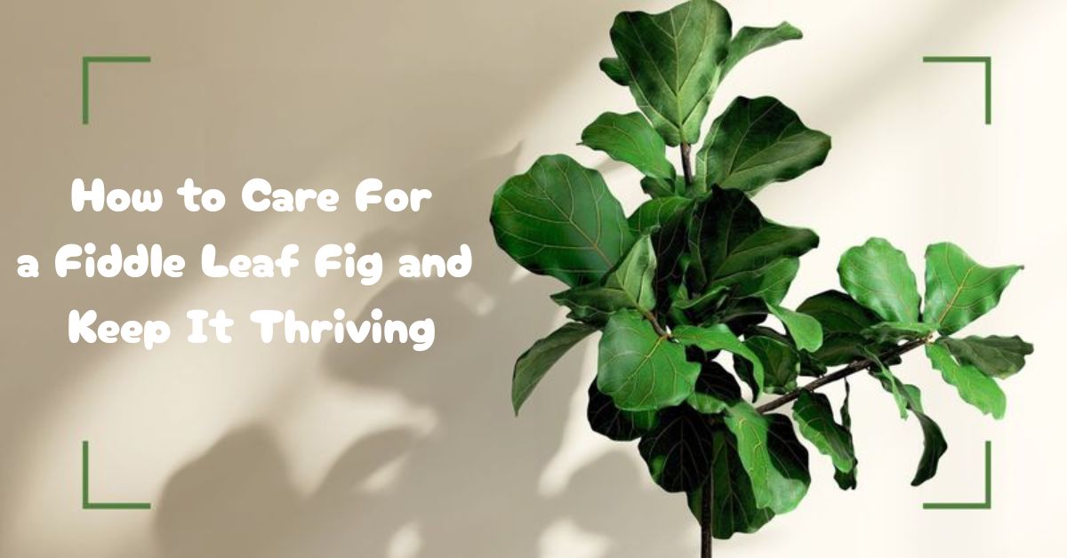How to Care For a Fiddle Leaf Fig and Keep It Thriving