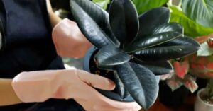 How to Care for a Rubber Plant A Beginner’s Guide