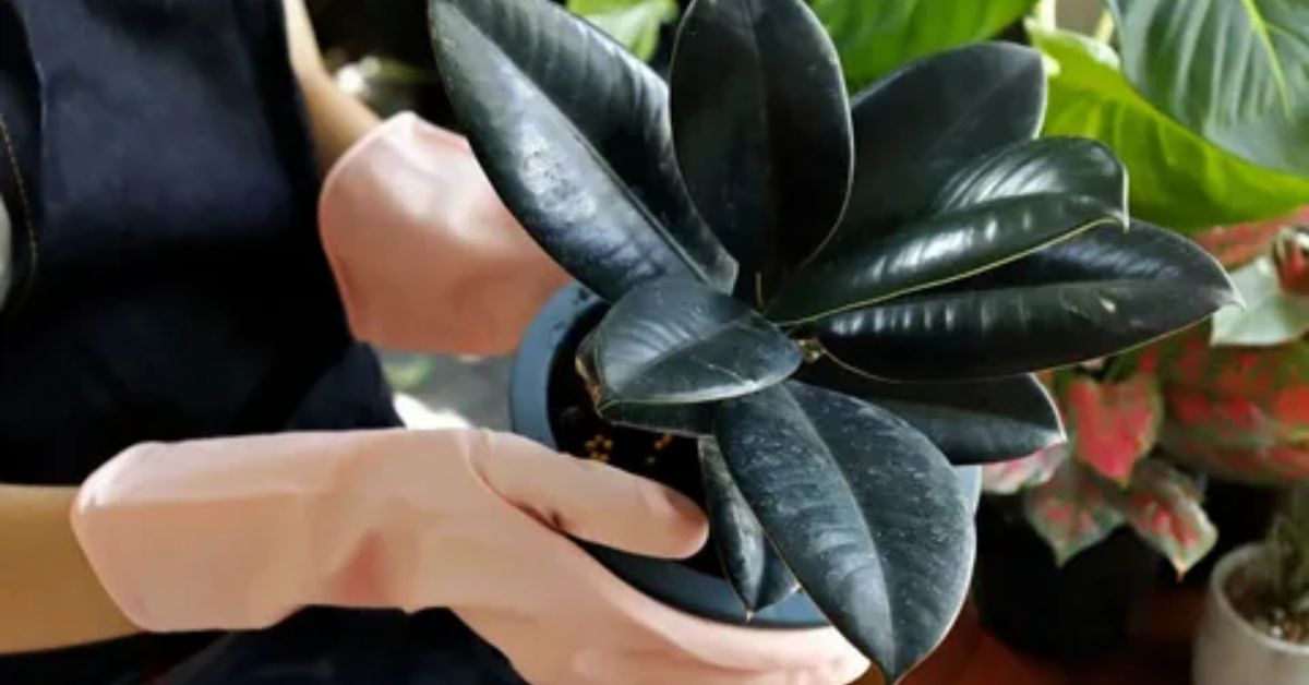 How to Care for a Rubber Plant A Beginner’s Guide